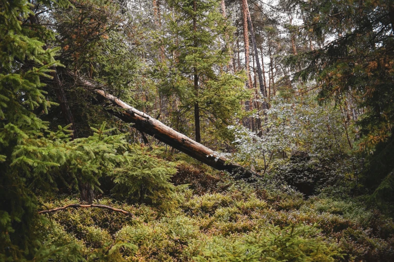 a tree fallen in the forest in the daytime