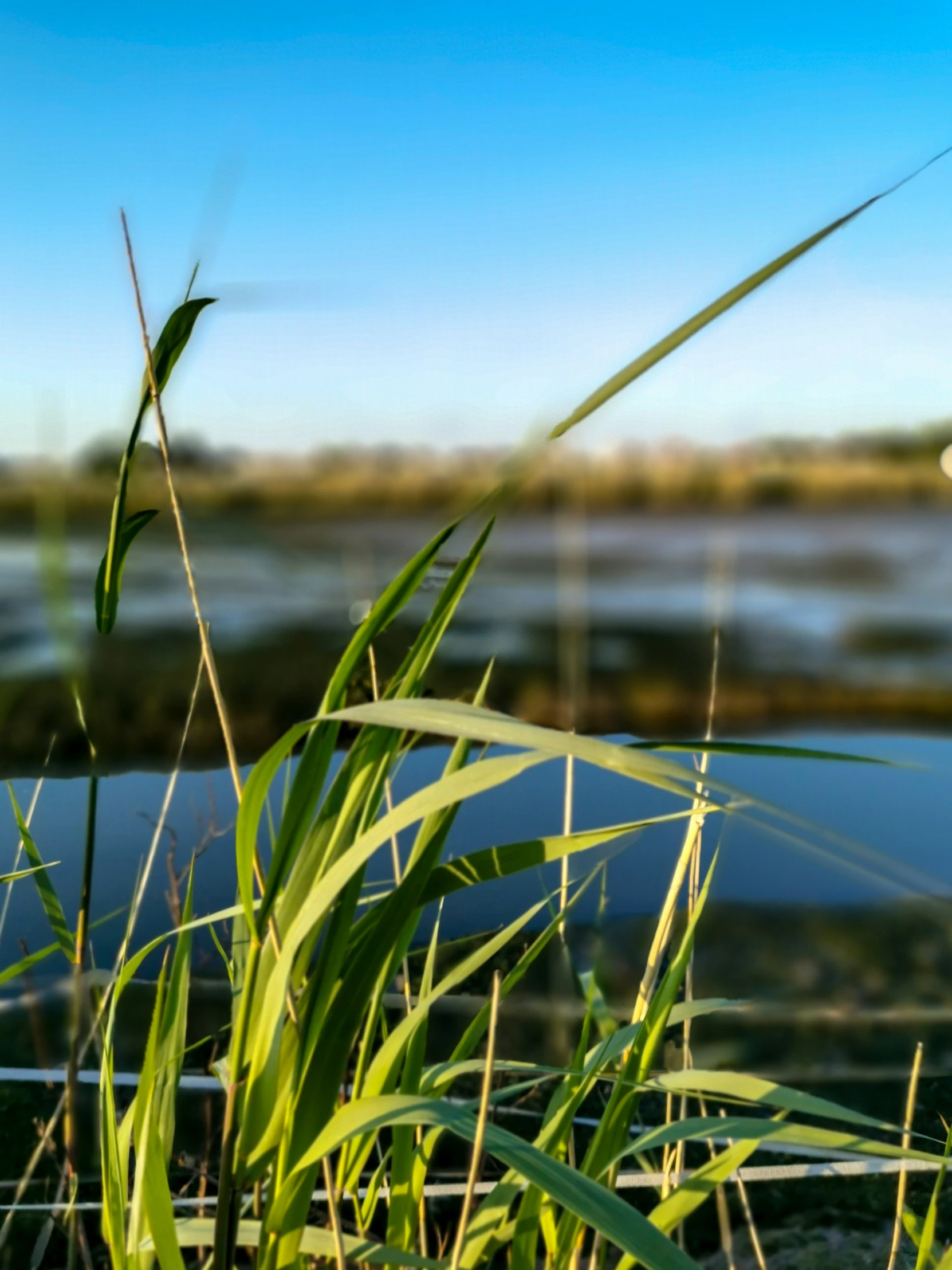 a bunch of grass that is by the water