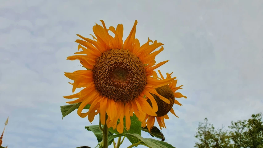 the back end of a yellow flower in a field