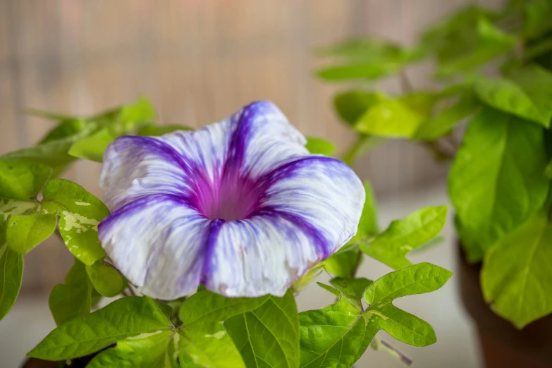 a purple and white flower on top of green leaves