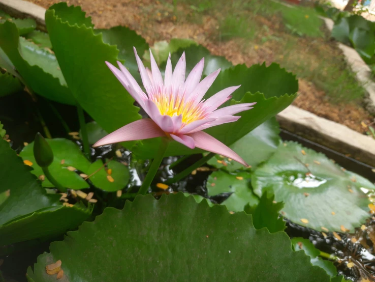 a pink lotus flower is in the middle of some green leaves