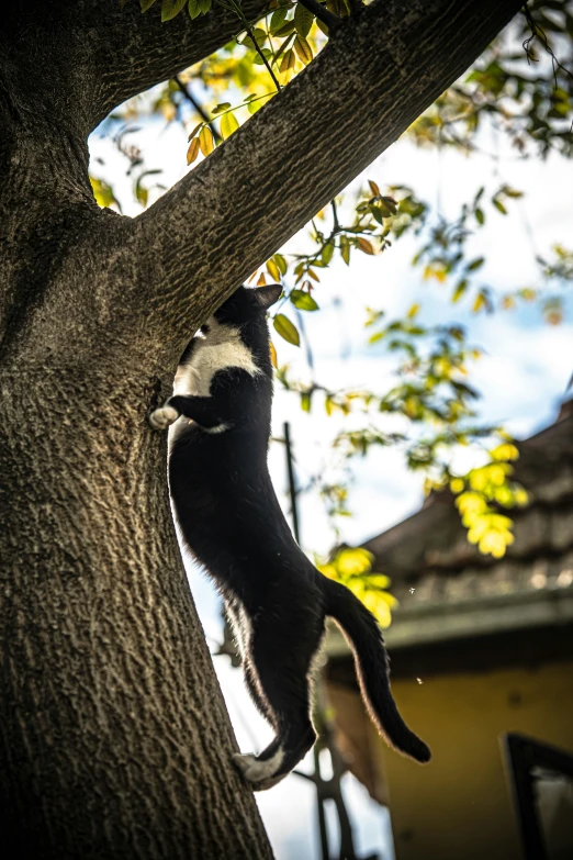 the cat is climbing the tree to get into the basket