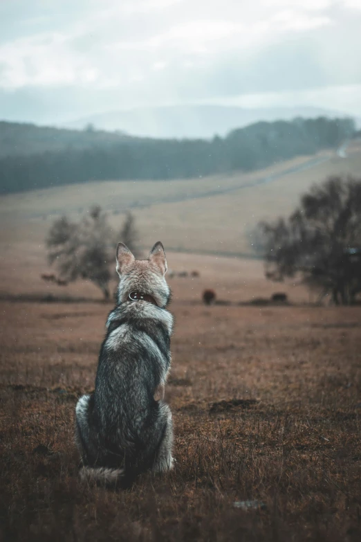 an animal sitting in the middle of a field looking away from the camera