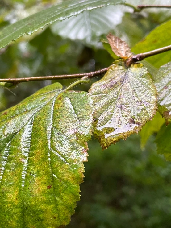 a leaf of some sort with brown spots