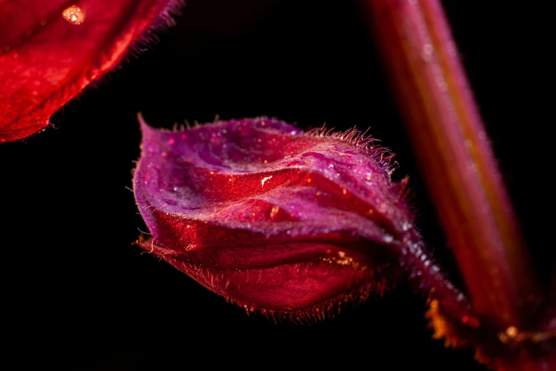 the stigma of a flower with water droplets on it