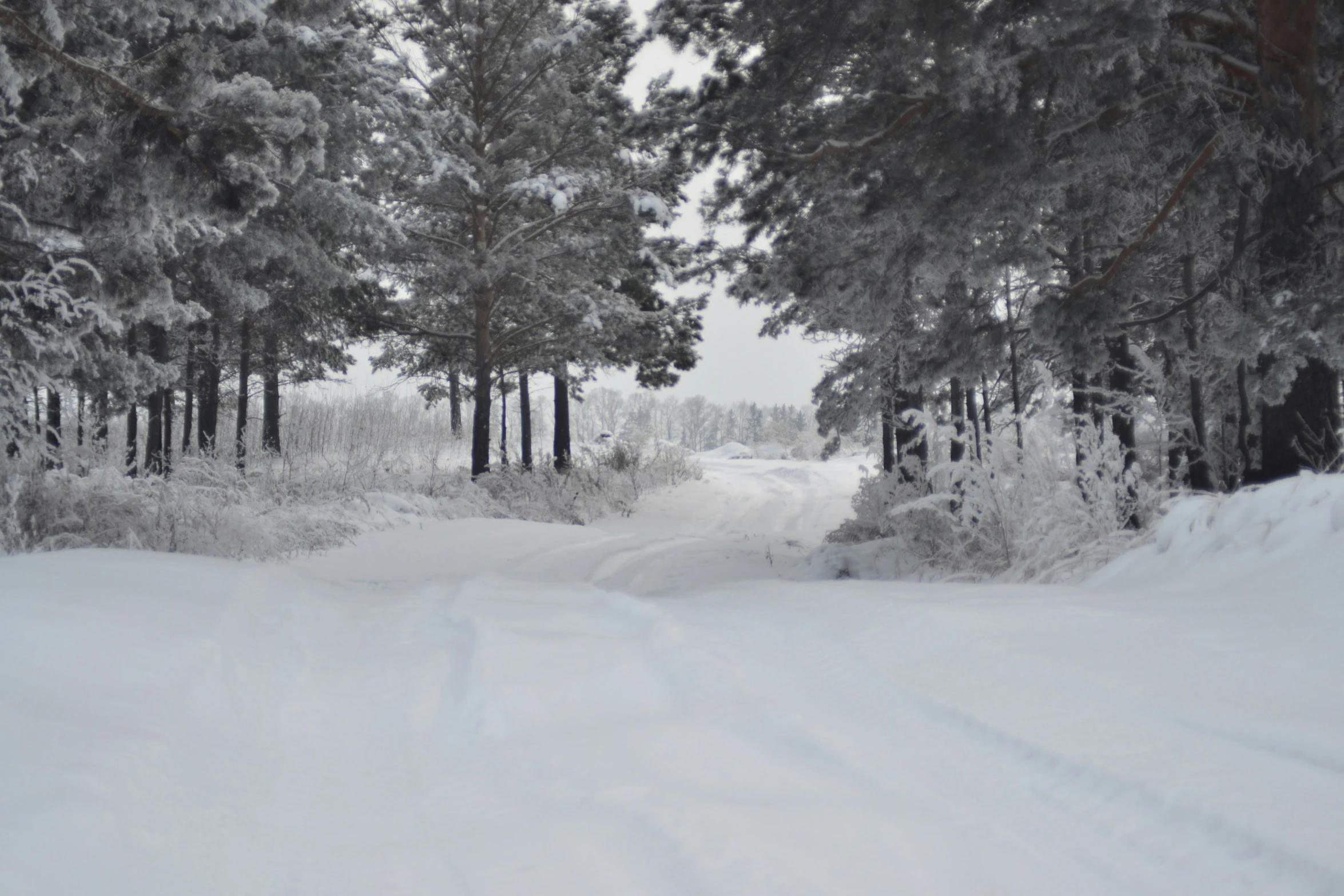 a road that is lined with trees in the snow