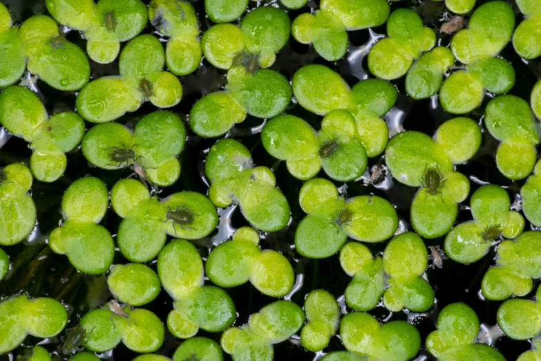 green apples are on the surface of water