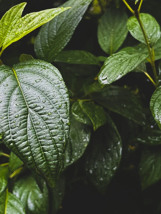 a close up of leaves with water droplets