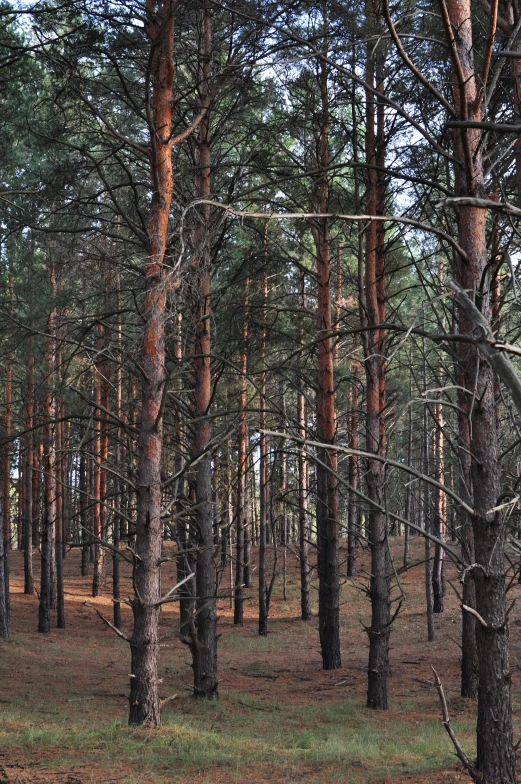 the view of an area with tall trees and a bench in the middle