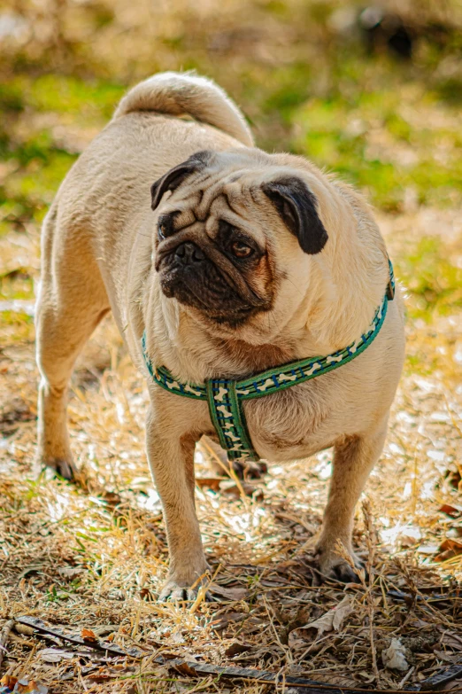 the small brown pug is looking for food to eat