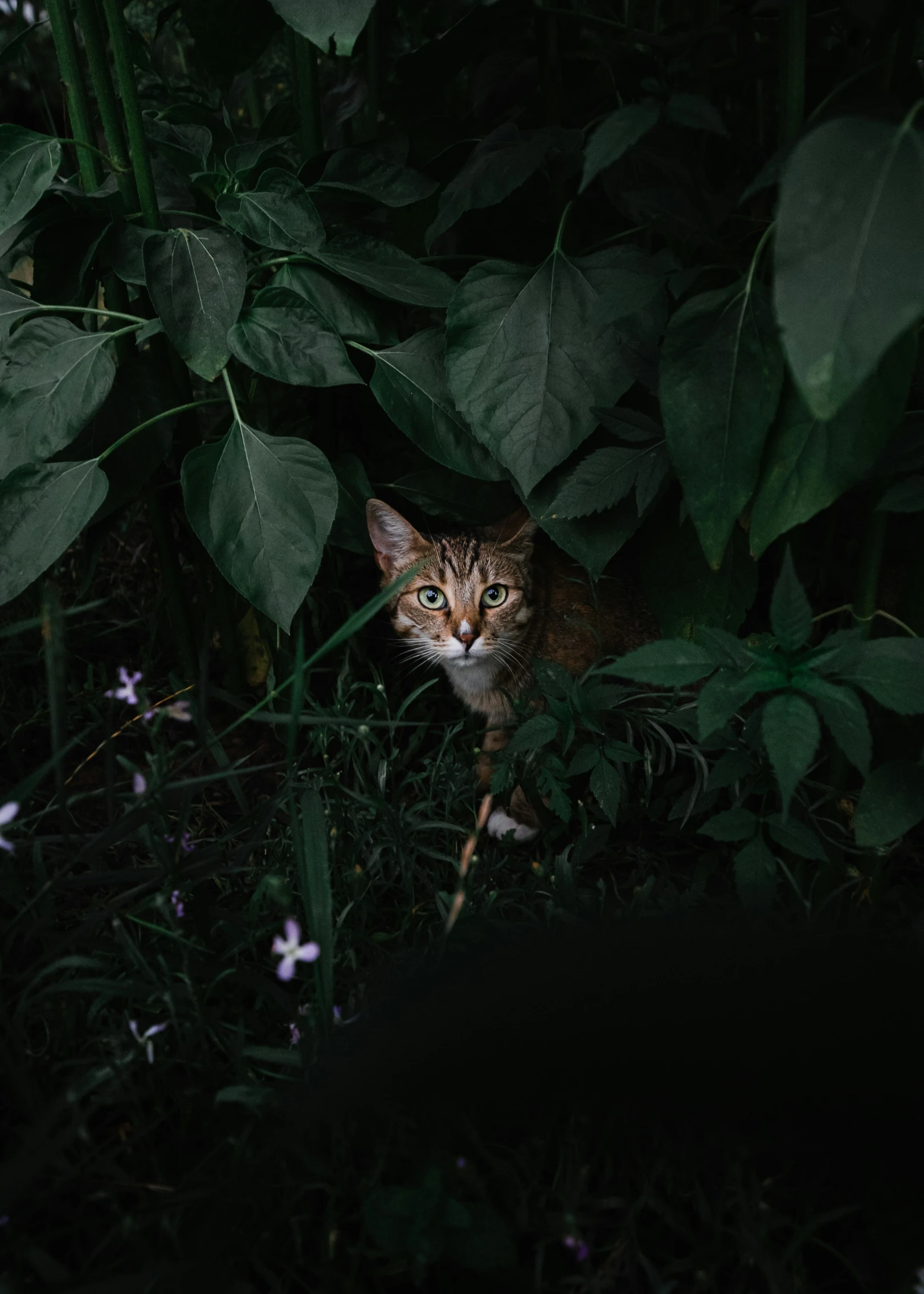 a kitten sitting in the middle of green plants