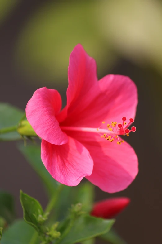 pink flower sitting inside of a vase filled with water