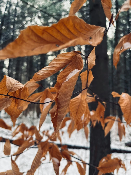 the autumn leaves of this tree glow against the snow