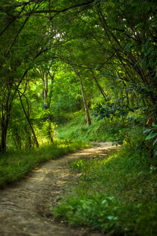 the path is leading through an area with trees