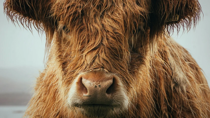 a very cute looking cow by the water