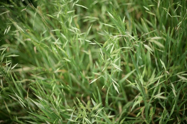 a very pretty green grass filled with lots of tiny leaves