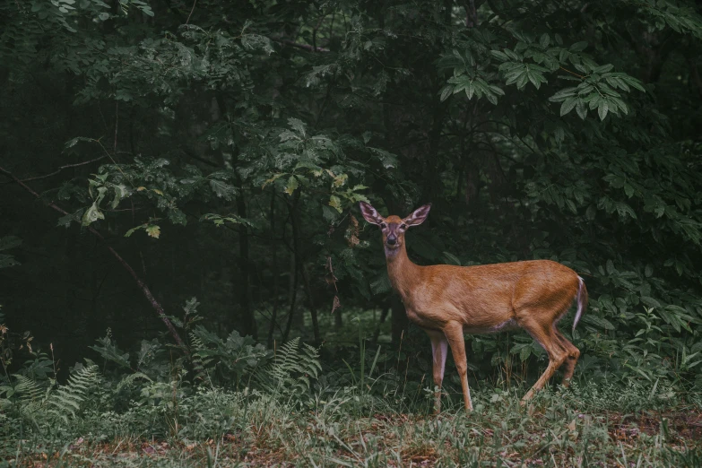 a white tailed deer standing in the woods