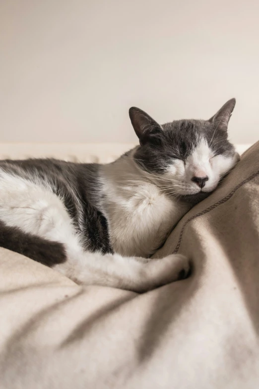 a cat is lying on a soft surface