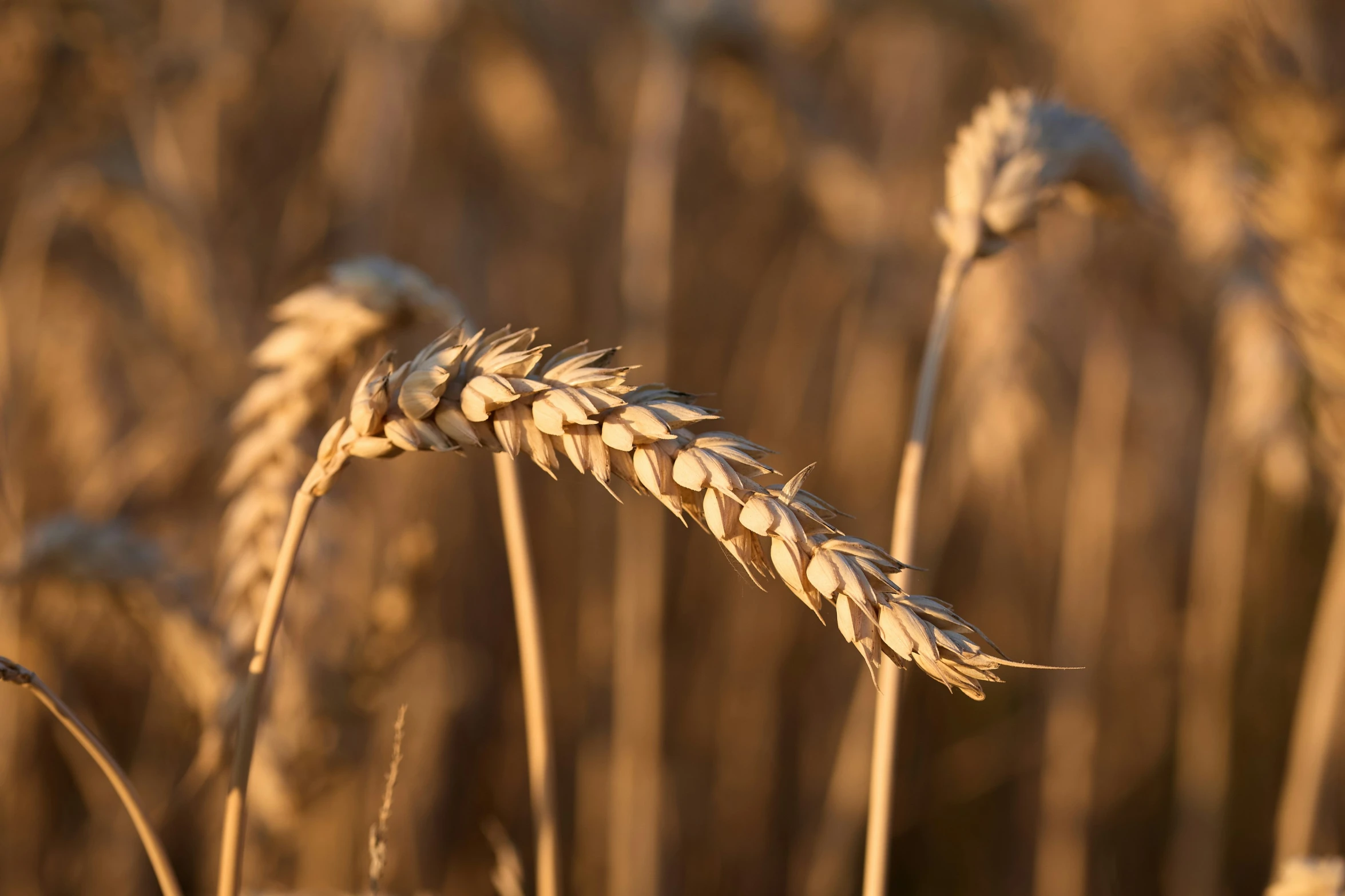 an image of closeup of ripe wheat stalks