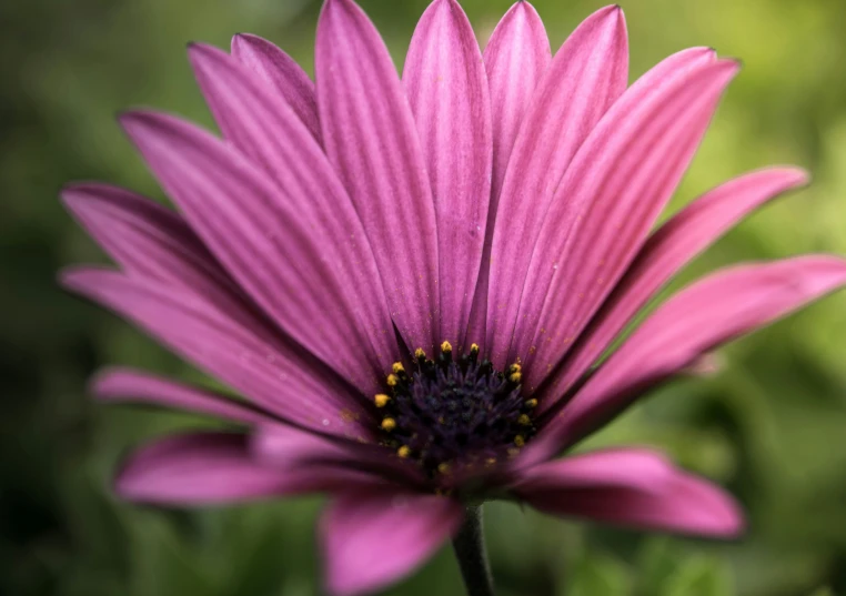 close up po of a pink flower in the sun