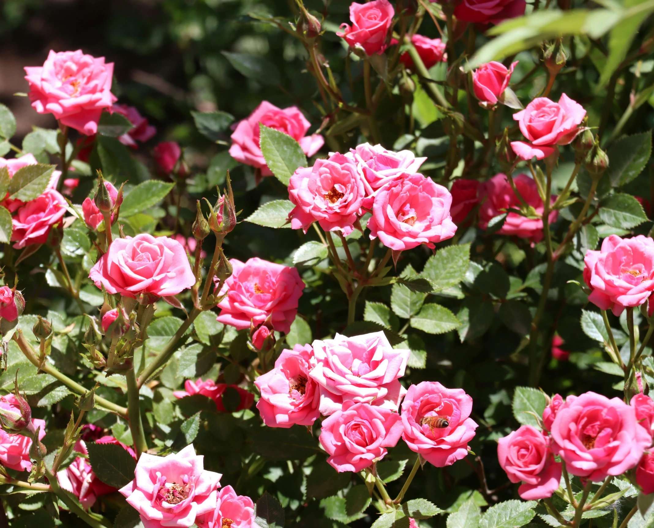 a close up of some pink roses near many green leaves