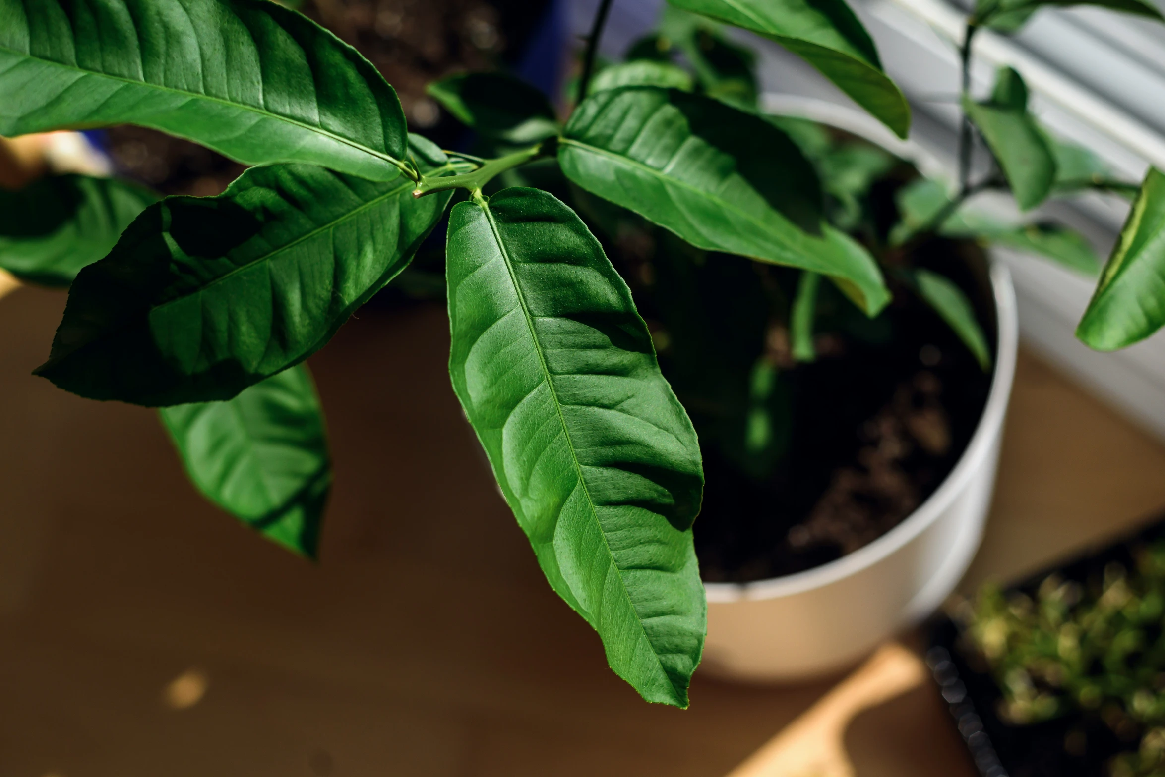 some green leaves sit on the corner of a window sill