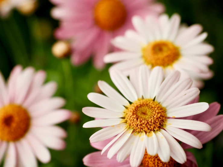 pink and white flowers with a green stem in the background