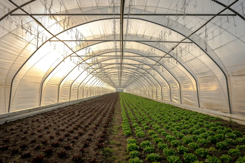 a greenhouse is shown with the sun peaking through the roof