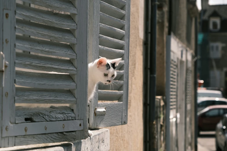 the small cat is looking out of the window