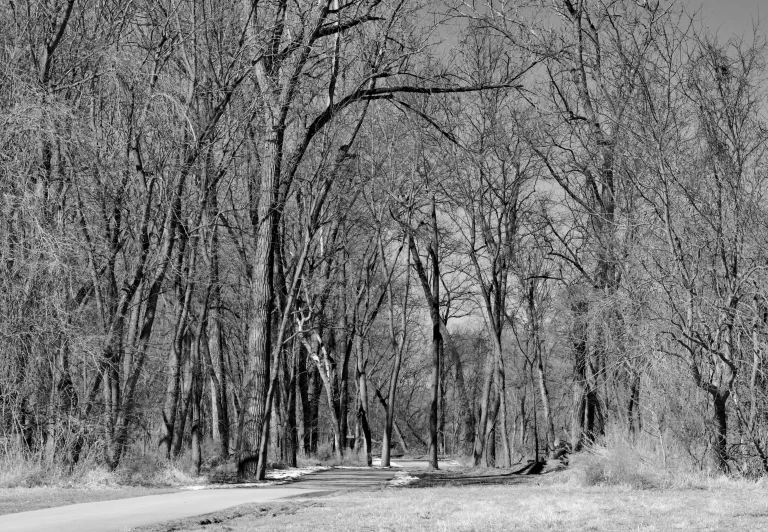 a forest filled with tall trees and lots of leaves