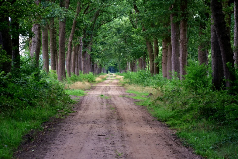a dirt path winds through the middle of an area with trees