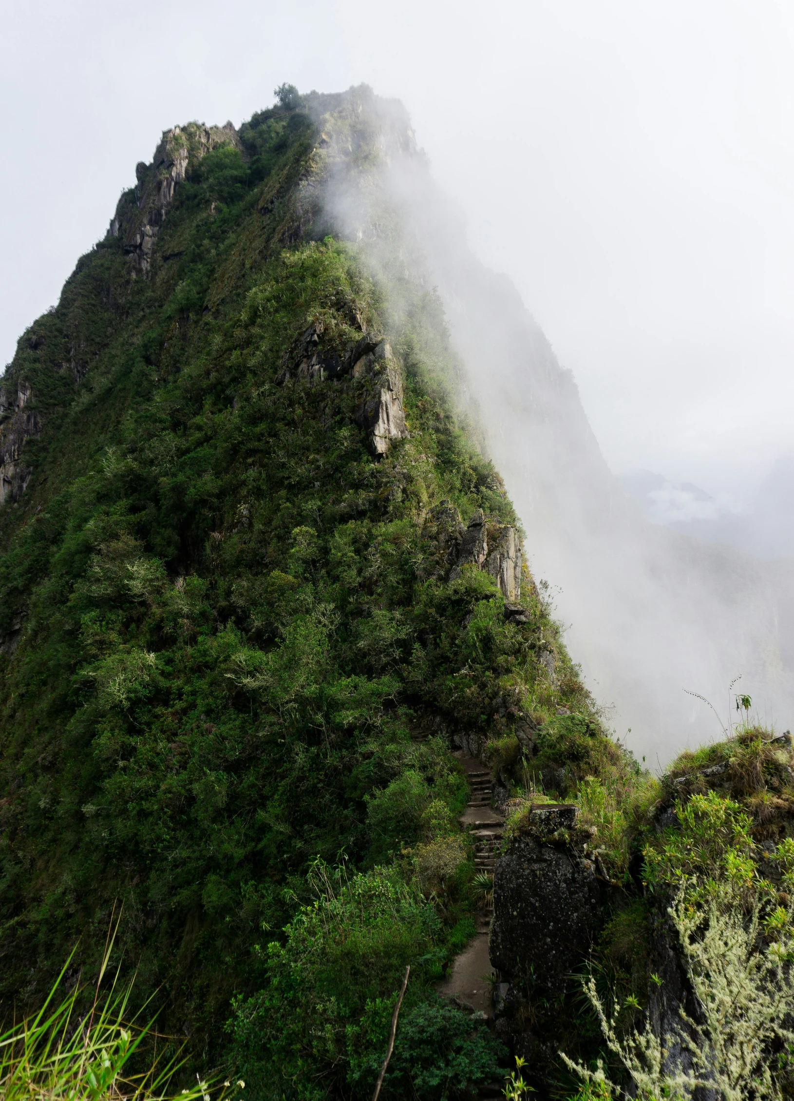 the tall peak of a mountain covered in vines