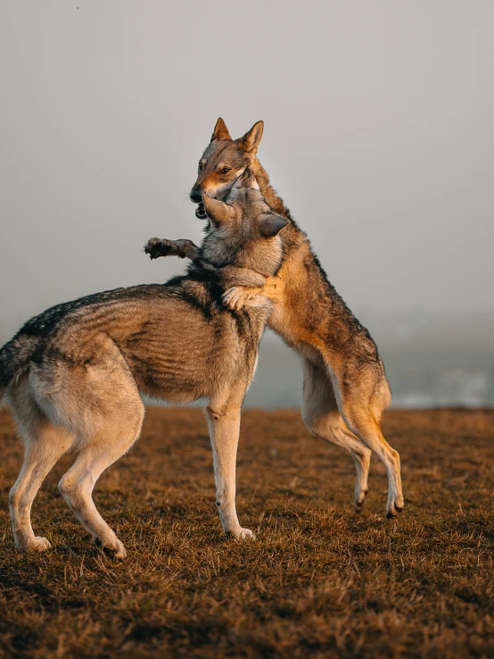 two dog fighting each other on a grass field