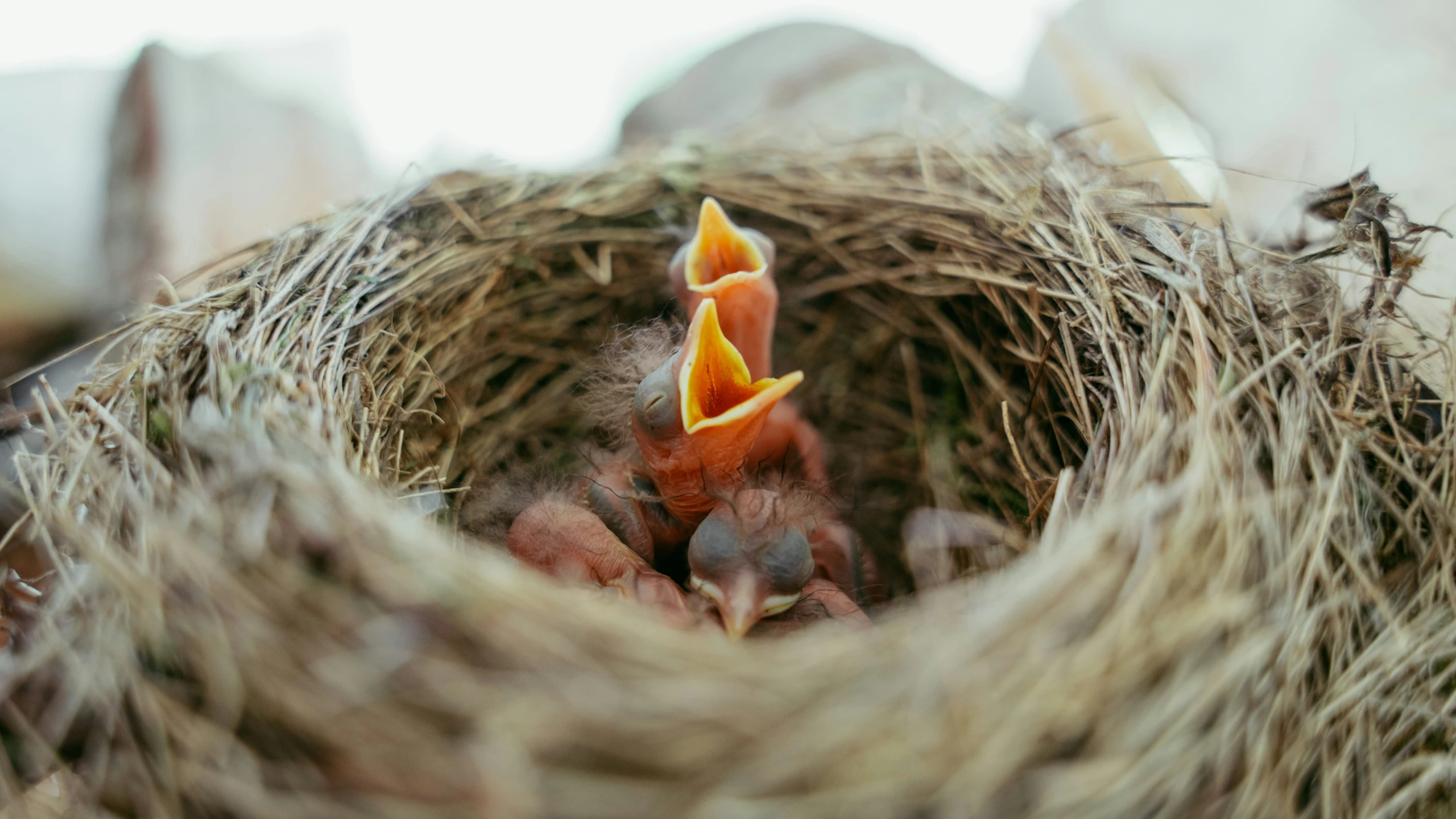 a couple of babies are coming out of the nest