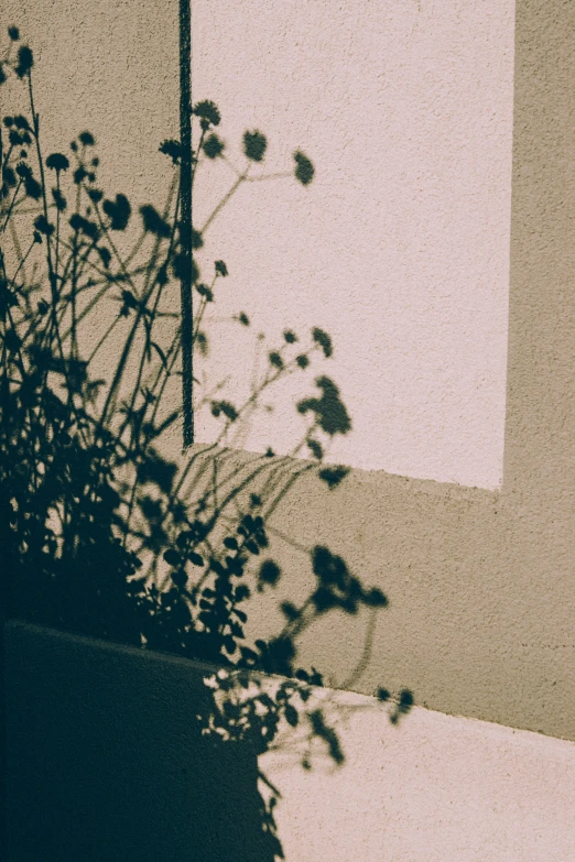 a plant is growing in a shadow that appears to be out of focus