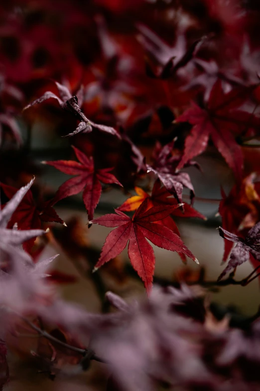 a tree with red leaves on it in the rain