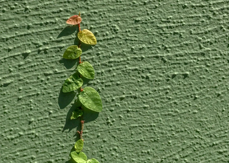 a long green plant on a concrete wall