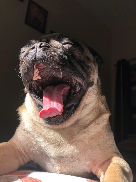 a smiling pug is laying on a cushion