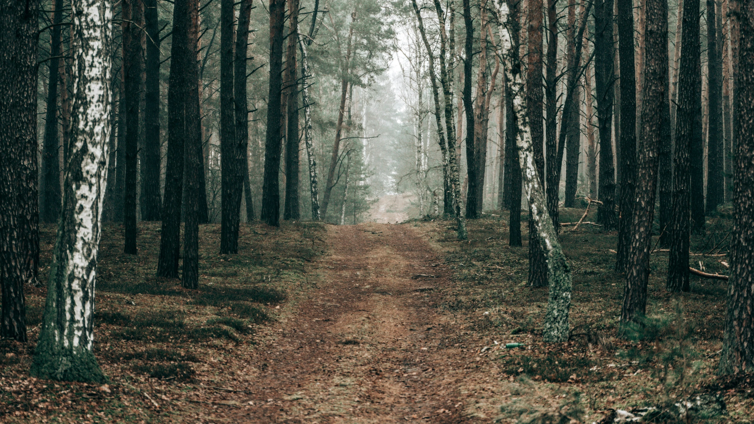 a path through a wooded area with lots of trees