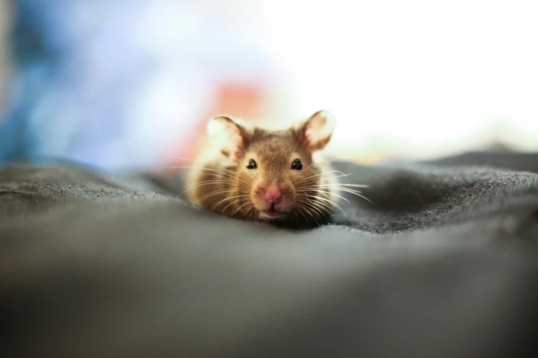 a mouse with it's front paws on top of a blanket