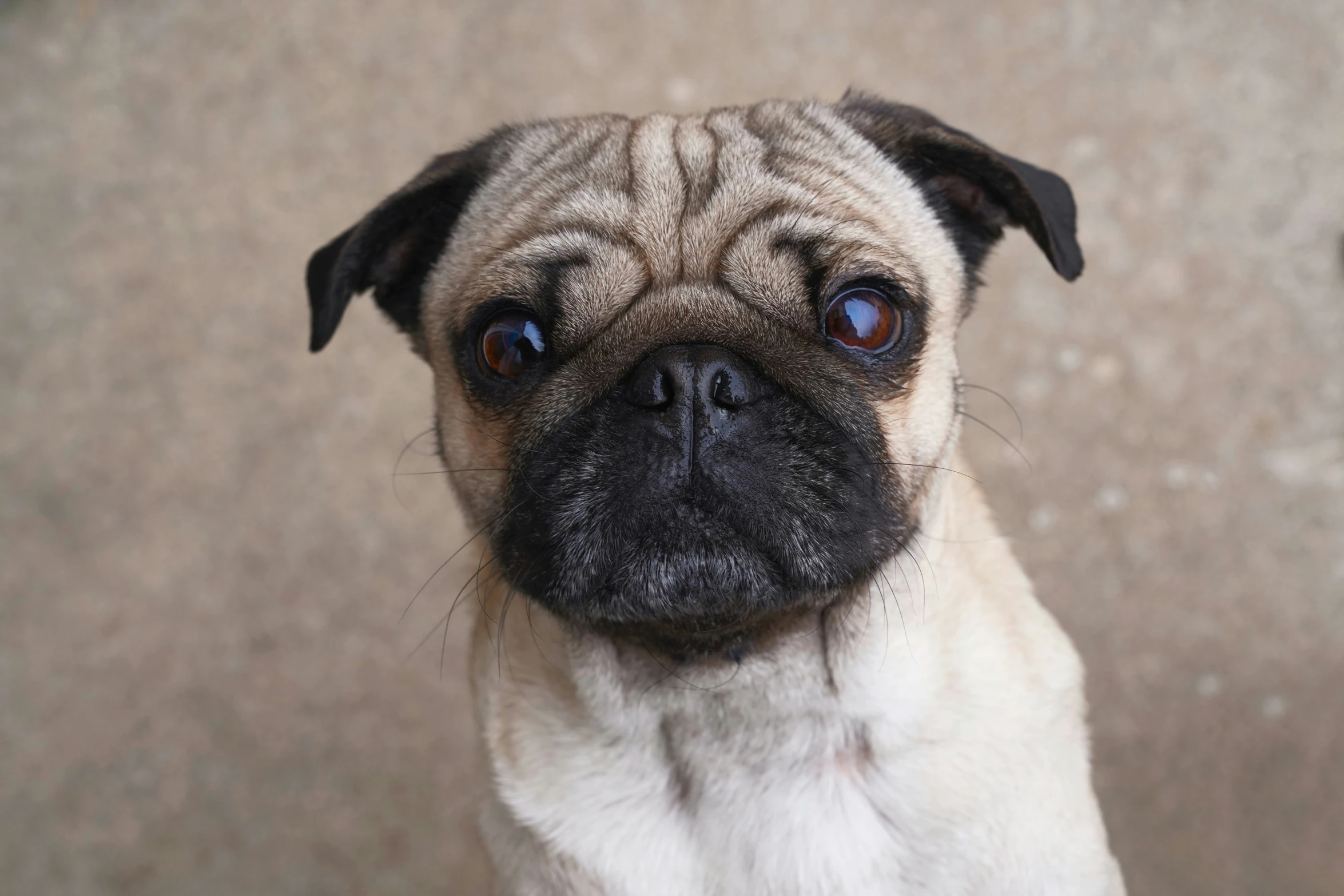 a close - up of the eyes of a pug