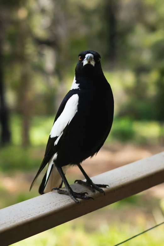 a black and white bird with white patchling is perched on a wooden rail