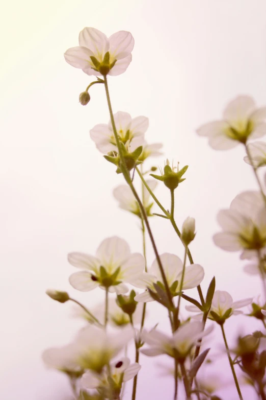 closeup of some flowers with small green leaves