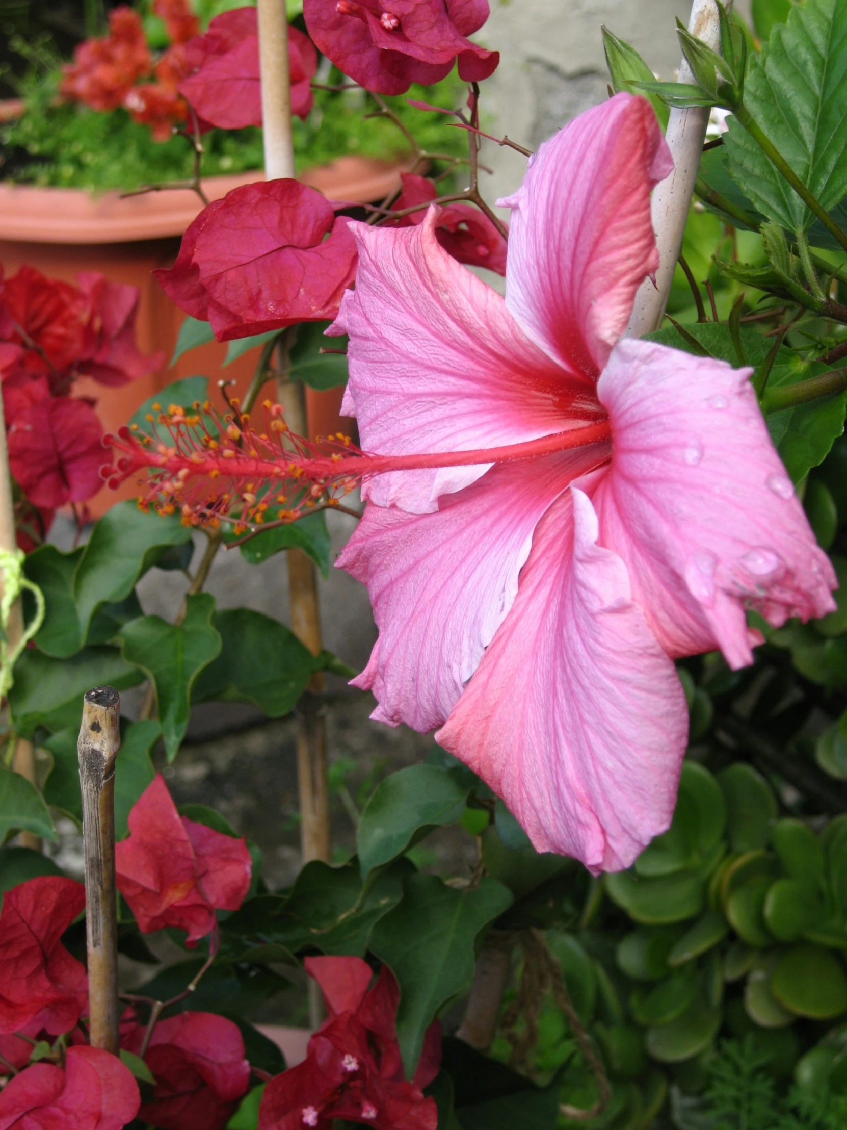 pink flowers with red centers, on display in front of potted plants