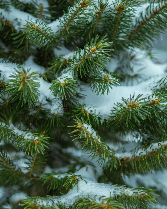 a bunch of pine tree covered in some snow