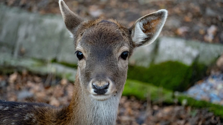 the deer is looking straight at the camera