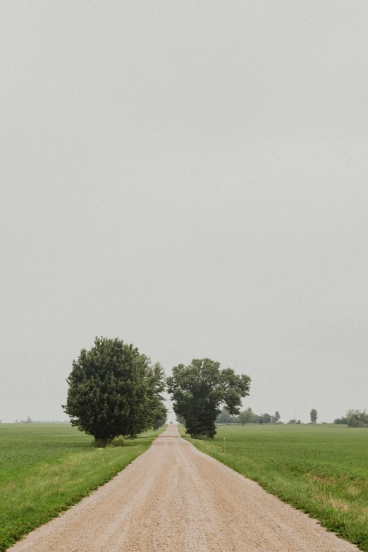 two trees on the side of a dirt road