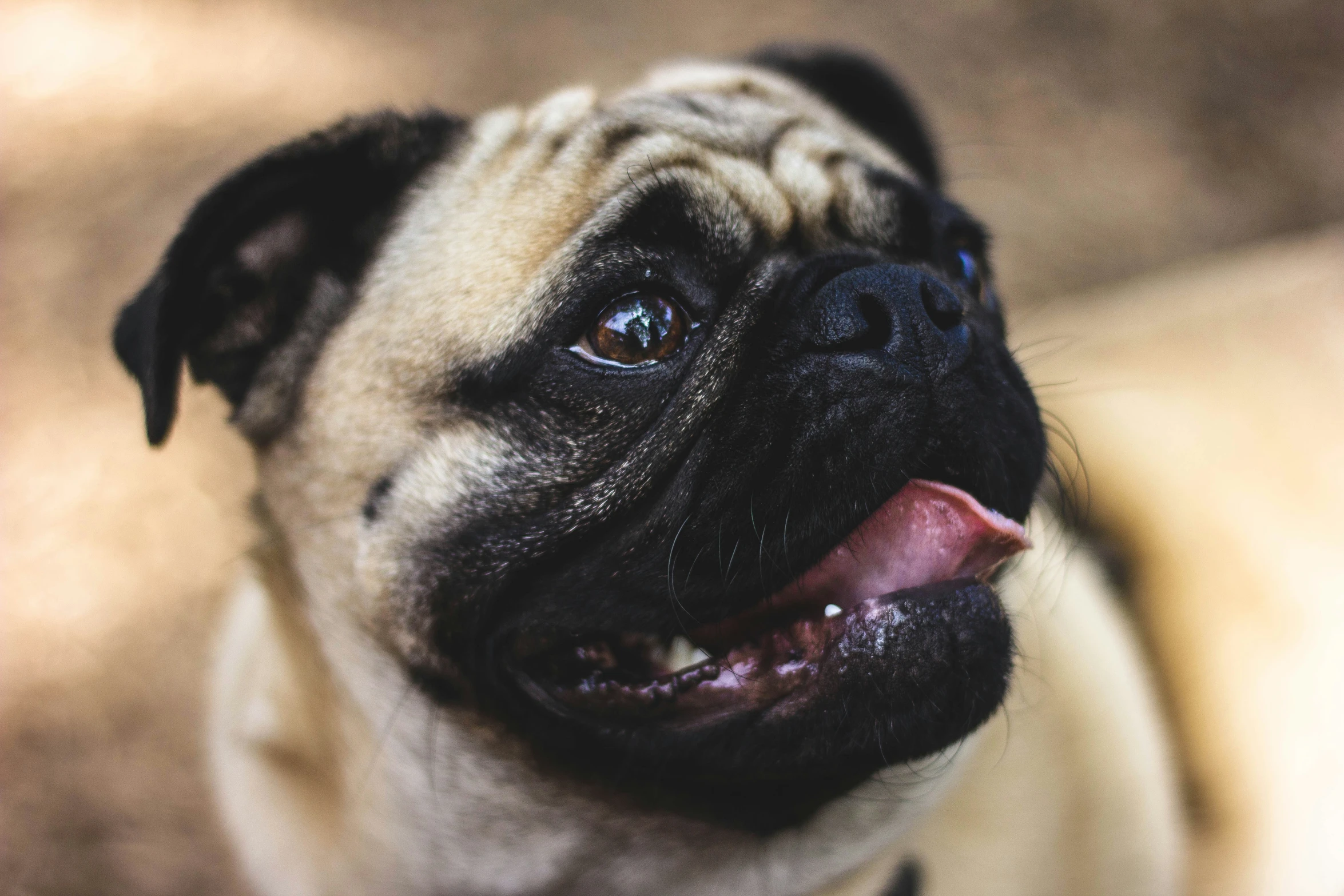 a small dog with it's tongue hanging out