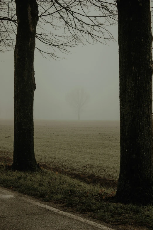 trees that are next to some grass on the side of the road