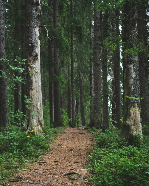 an old pathway in a forest with large trees